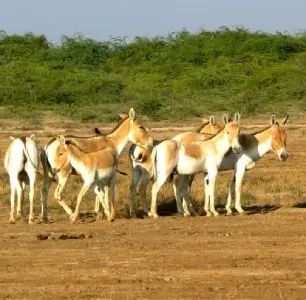 Banni Grasslands