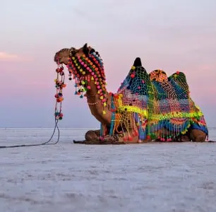 White Rann